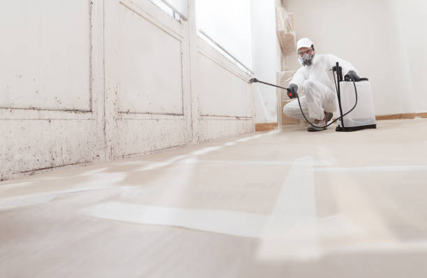 Black mold remediation team in Bedford